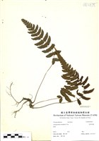 藏品(尾葉茯蕨)的圖片